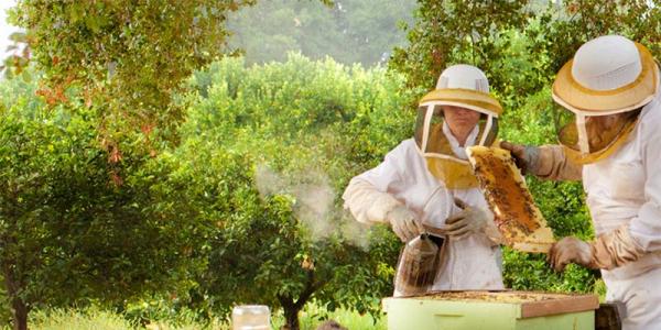 Идея для бизнеса № 23: стоит ли заниматься разведением пчел с целью получения прибыли?