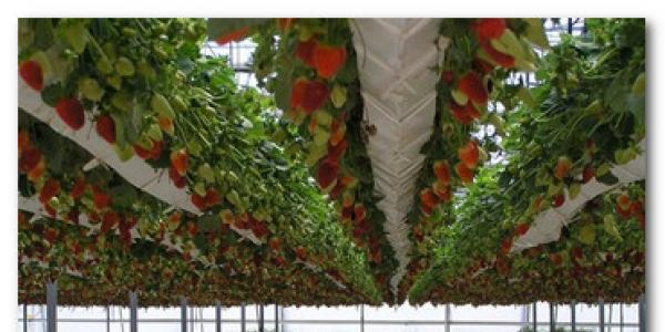 Ելակի և բանջարեղենի աճեցման հիդրոպոնիկ ջերմոցի բիզնես պլան Հիդրոպոնիկ ջերմոց կառուցելու բիզնես պլան